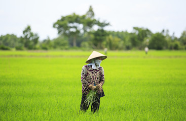  Vietnamese Farmer in the Rice Field