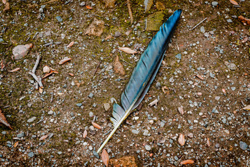 Crow feather on the ground