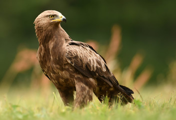 Lesser spotted eagle (Clanga pomarina)