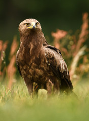 Lesser spotted eagle (Clanga pomarina)