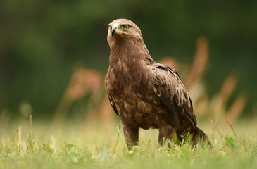 Lesser spotted eagle (Clanga pomarina)