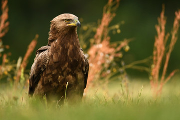 Lesser spotted eagle (Clanga pomarina)