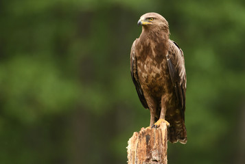 Obraz premium Lesser spotted eagle (Clanga pomarina)
