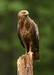 Lesser spotted eagle (Clanga pomarina)