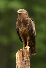Lesser spotted eagle (Clanga pomarina)