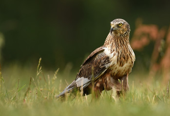 Marsh harrier (Circus aeruginosus)