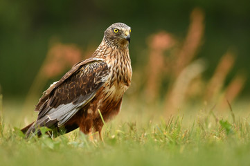Marsh harrier (Circus aeruginosus)