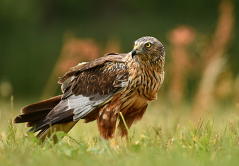 Fototapeta premium Marsh harrier (Circus aeruginosus)