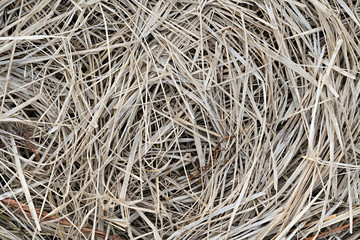 Dry field grass lying circles closeup background