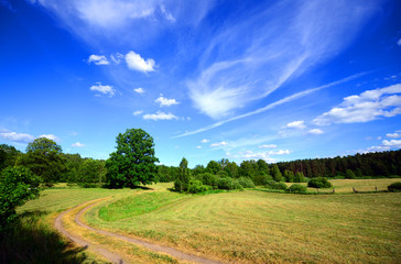 Summer landscape