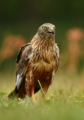 Marsh harrier (Circus aeruginosus)