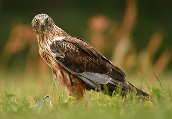 Marsh harrier (Circus aeruginosus)