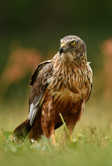 Marsh harrier (Circus aeruginosus)