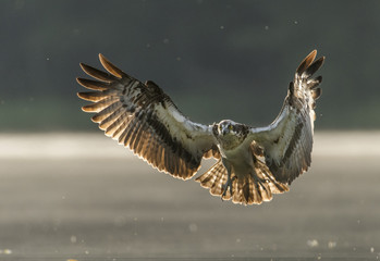 Osprey (Pandion haliaetus)