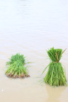 rice seedlings © naiauss