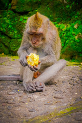 Long-tailed macaques Macaca fascicularis in The Ubud Monkey Forest Temple eating a cob corn using his hands sitting on a rock, on Bali Indonesia
