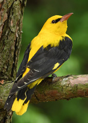 Eurasian Golden Oriole (Oriolus oriolus)
