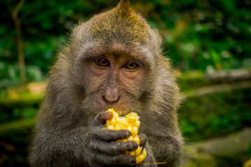 Close up of a long-tailed macaques Macaca fascicularis in The Ubud Monkey Forest Temple eating a cob corn using his hands, on Bali Indonesia