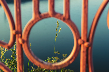 Grass behind a metal fence