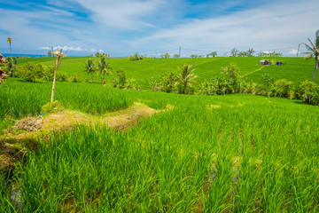 Green rice field close up. Rice in water on rice terraces, Ubud, Bali, Indonesia