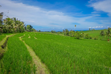 Fototapeta na wymiar Green rice field close up. Rice in water on rice terraces, Ubud, Bali, Indonesia