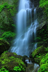 Obraz premium 夏の降る滝