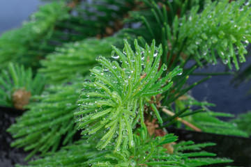 Дождь на елке