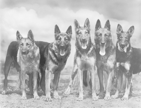 Fall - Gsd - 1935 - Group. Date: 1935