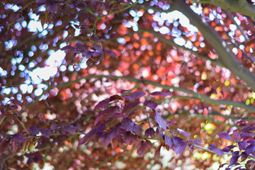 Árbol de hojas moradas