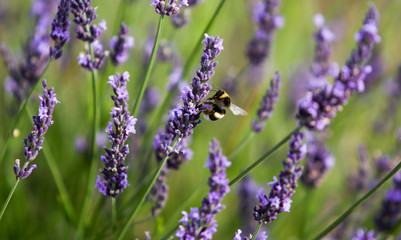 lavandes en provence