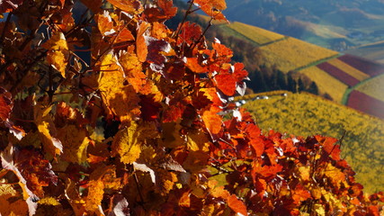 Weinrebe im Weinberg