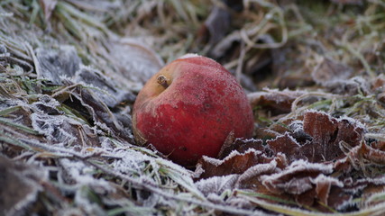 Apfel im Raureif