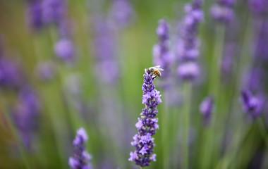 lavandes en provence
