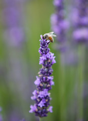 lavandes en provence