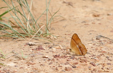 Single butterfly  eating salt on ground at Pang Sida National Park, Thailand