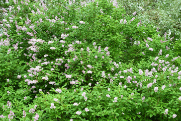 Fototapeta na wymiar Flowering Hungarian lilac (Syringa josikaea) shrub.Horizontal image
