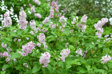 Obraz premium Flowering Hungarian lilac (Syringa josikaea) shrub.