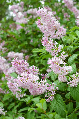 Flowering Hungarian lilac (Syringa josikaea) shrub.