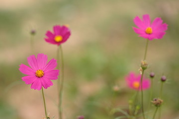 group of pink and purple cosmos flower in garden