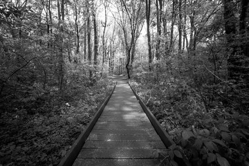 A wooden path runs through a forest, black and white