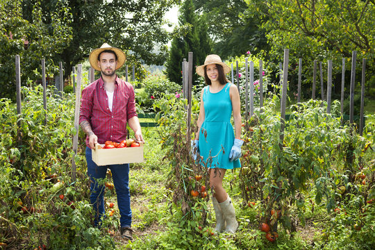 Young couple harvesting tomatoes in vegetable garden