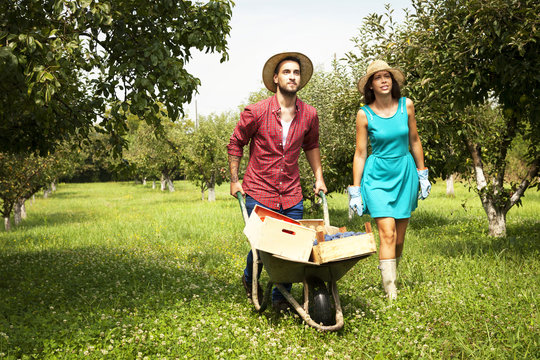 Young couple with wheelbarrow in orchard