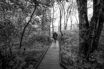 A man walks alone down a wooden path through a forest, black and white