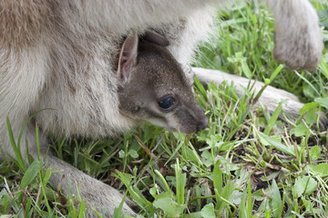 close up of joey in mothers pouch