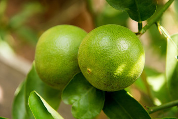 limes