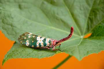FULGORID PLANTHOPPERS ,Lantern Bugs on twig of tree