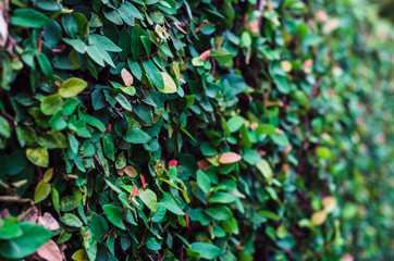 green leaves nature background with selective focus.