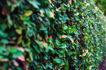 green leaves nature background with selective focus.