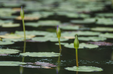 lotus sort by short to tall flower and focusing front lotus with leaves background in pond.