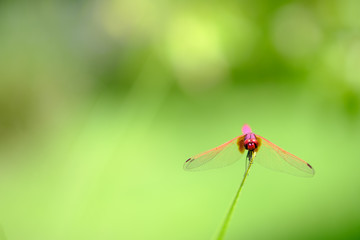 Dragonfly holding on leaf with bokeh of sunlight  backgrounds
